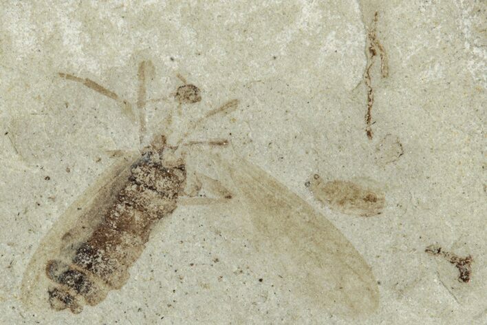Fossil Fly (Diptera) - Green River Formation, Colorado #286404